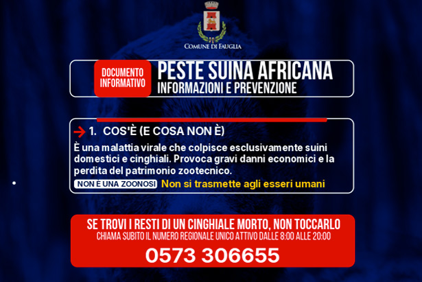 L'infografica sulla peste suina africana